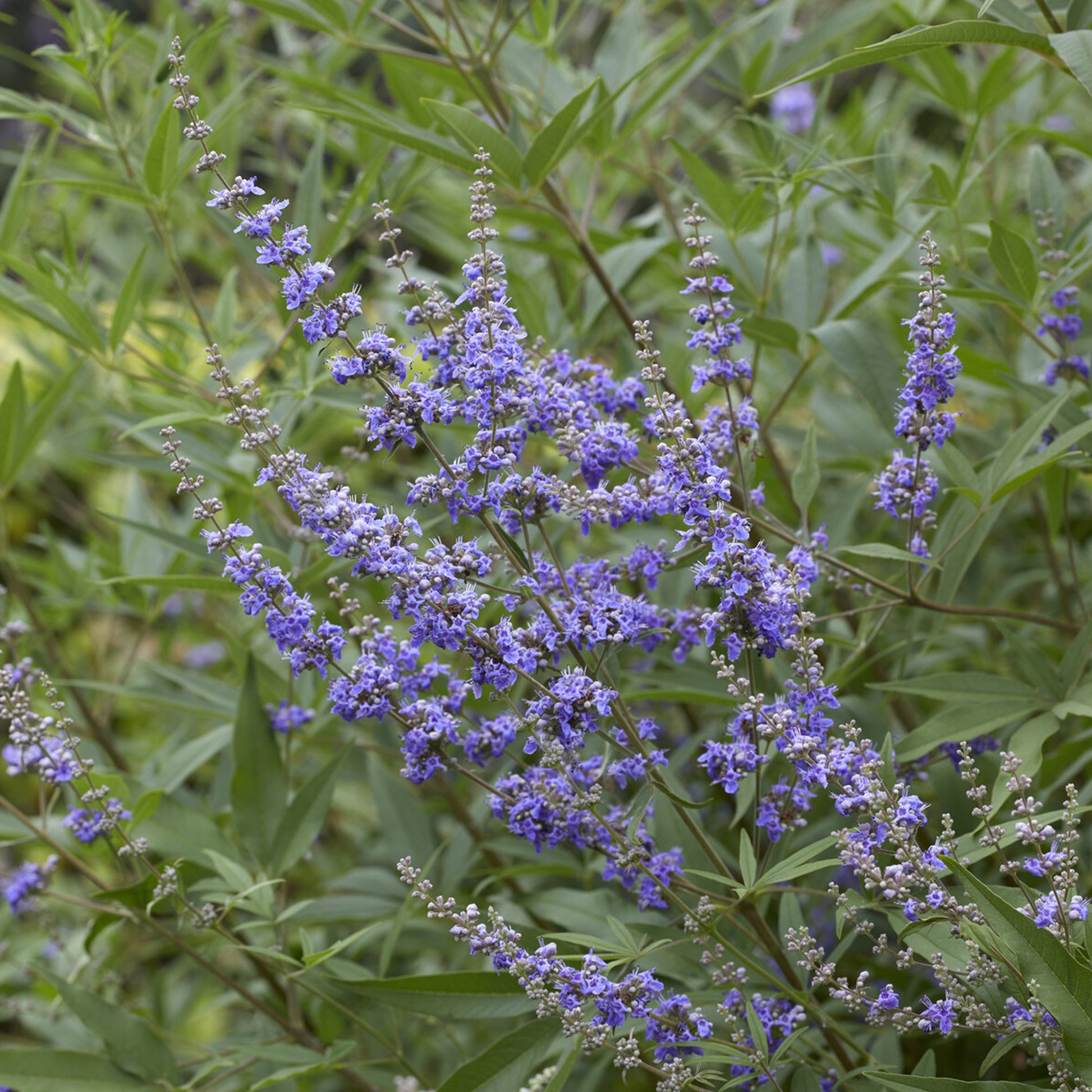 Vitex agnus-castus Latifolia - Gattilier à grandes feuilles - Arbustes fleuris