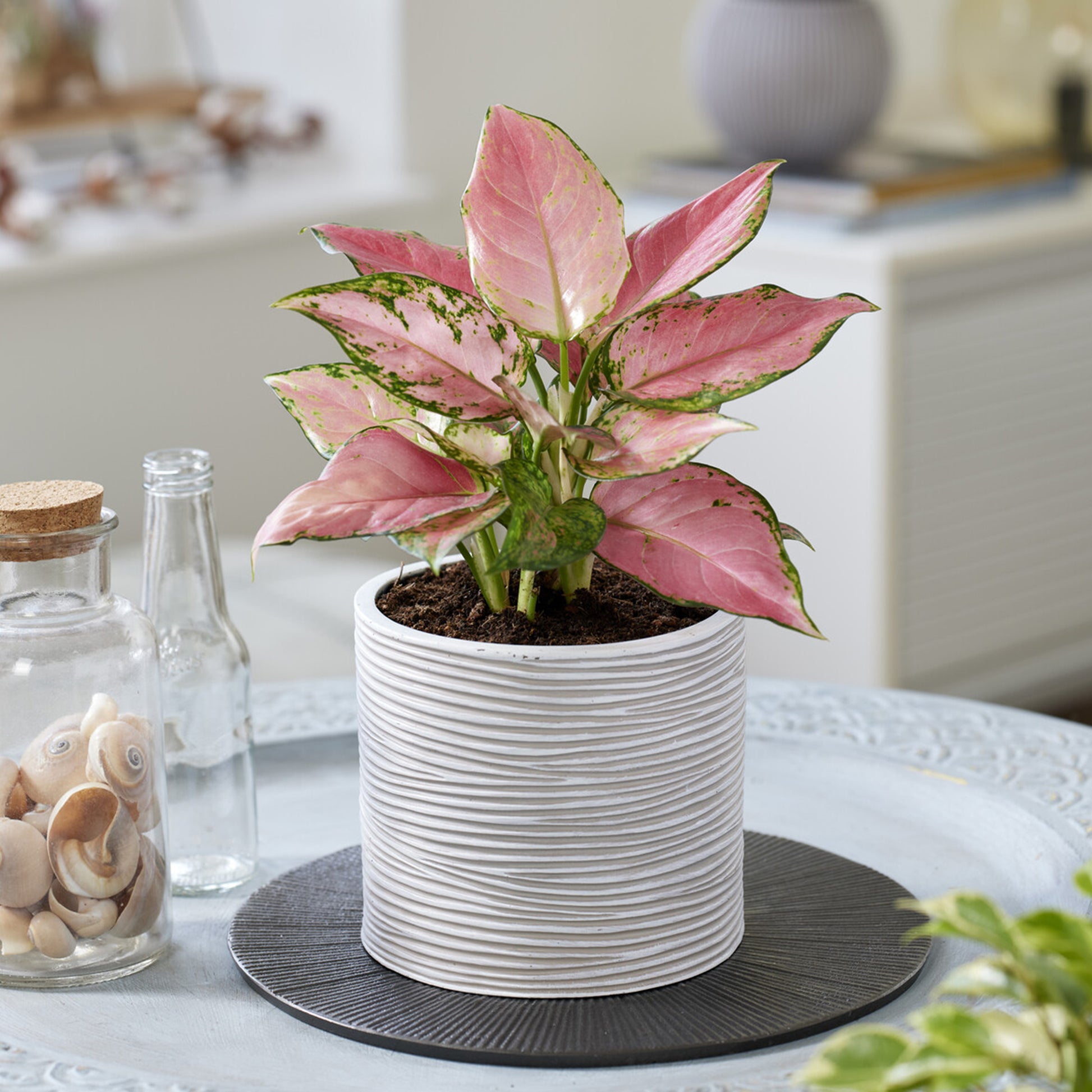 aglaonema pink star entretien Aglaonema Pink Star