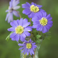 Anemone blanda - 20 Anémones de Grèce - Bulbes d'Anémone