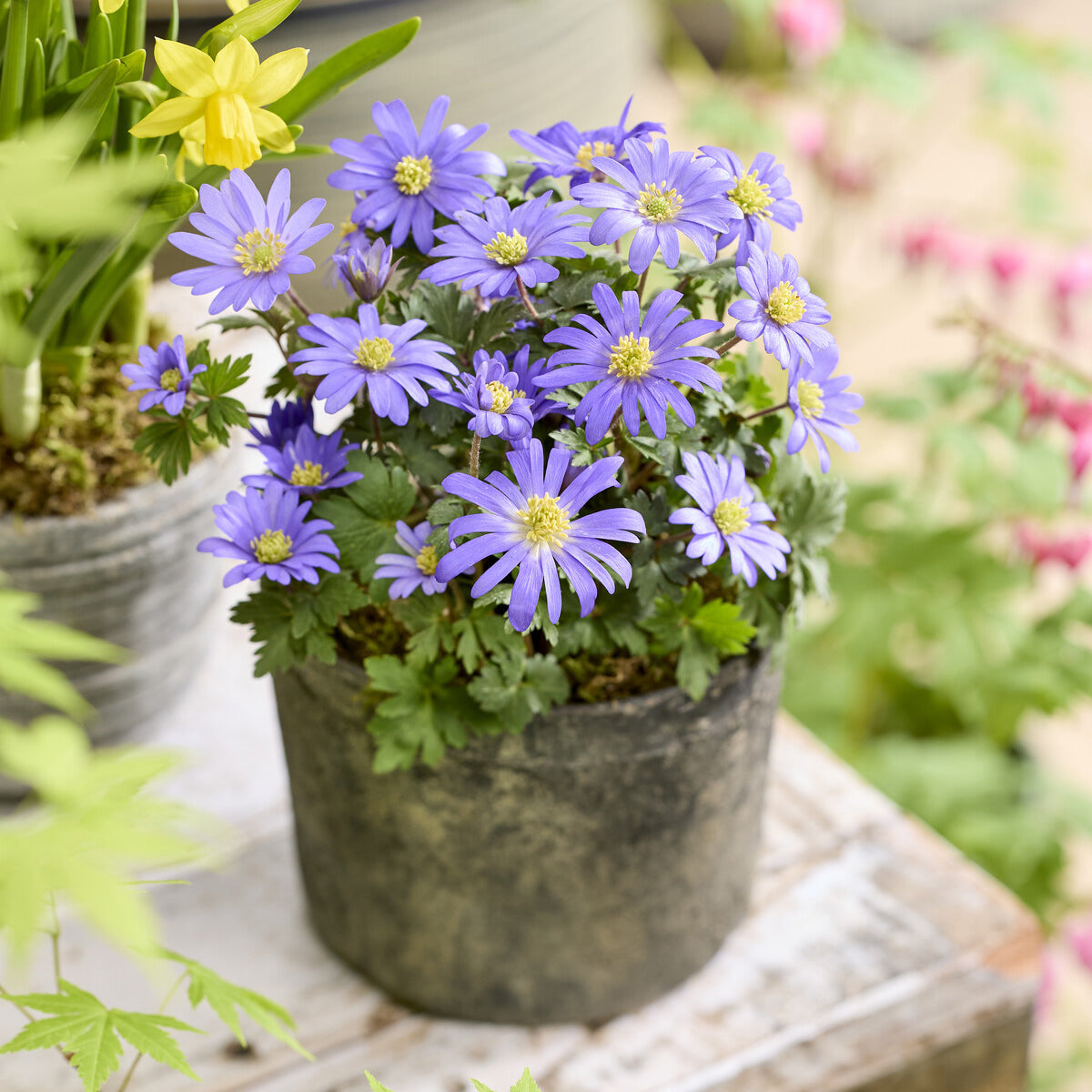 20 Anémones de Grèce - Anemone blanda - Bakker