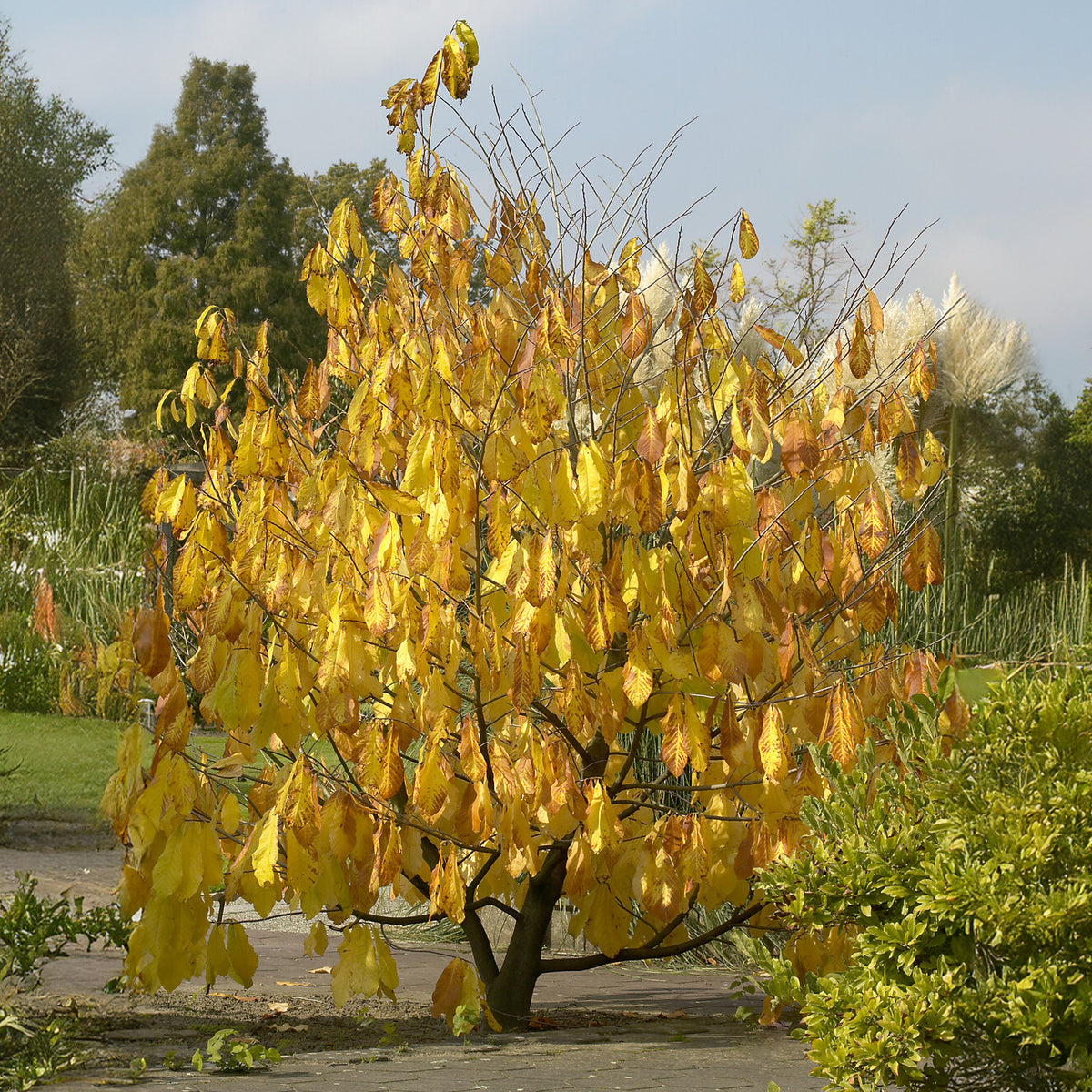 Asiminier - Pawpaw - Asimina triloba - Bakker