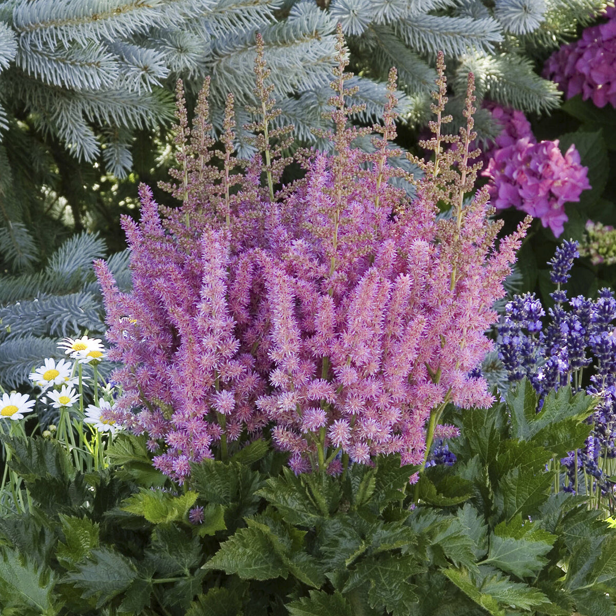 Astilbe chinensis Little Vision in Purple ® - Astilbe Little Visions in Purple® - Astilbe