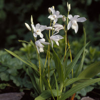 Orchidée Jacinthe Alba - Bakker