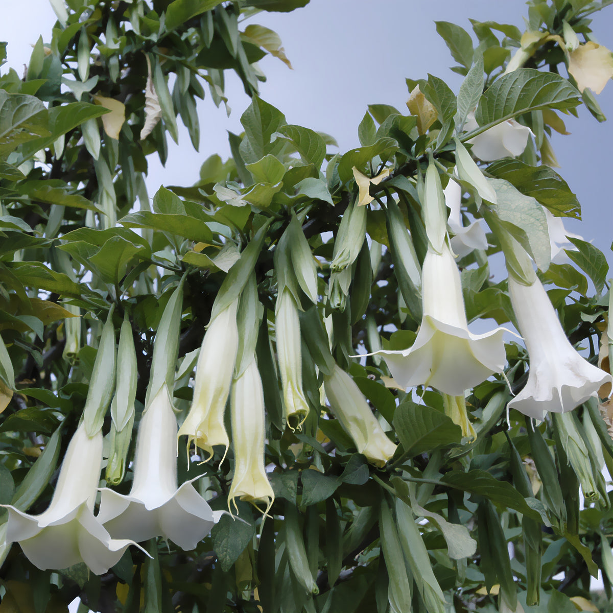 Plantes de terrasses et balcons - Brugmansia blanc - Brugmansia arborea
