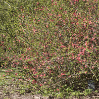 Chaenomeles x superba Pink Lady - Cognassier du Japon Pink Lady - Cognassier du Japon - Chaenomeles