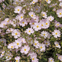 Ciste Silver Pink - Bakker