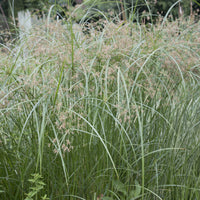 Plantes de berge - Papyrus à feuilles alternes - Cyperus alternifolius