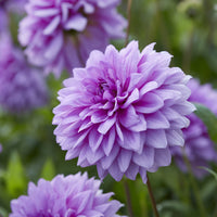 3 Dahlias décoratifs Blue Boy - Dahlia Blue Boy - Bakker