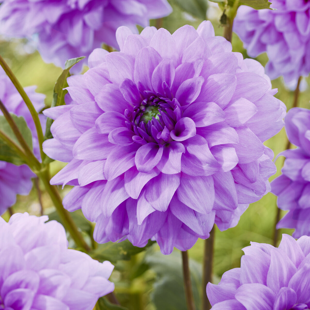 3 Dahlias décoratifs Blue Boy - Bakker