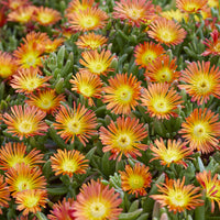 Delosperma Wheels of Wonder® Orange - Delosperma Wheels of Wonder® Orange - Delosperma