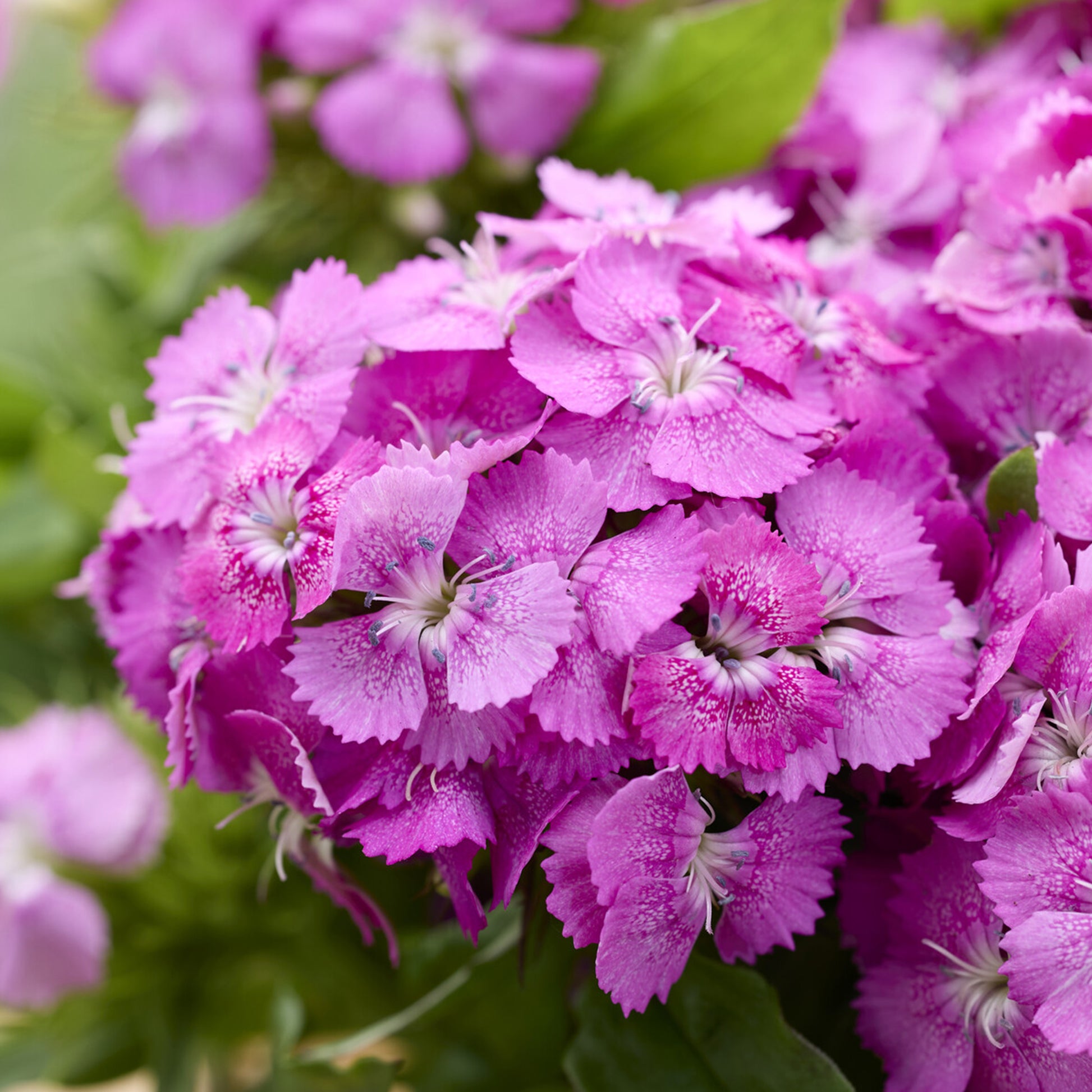 Œillet de poète Barbarini Pink - Dianthus barbatus Barbarini Pink - Bakker