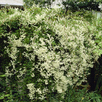 plantes grimpantes à fleurs - Renouée d'Aubert - Fallopia  - Fallopia aubertii