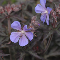 Géranium des prés Midnight Reiter - Bakker