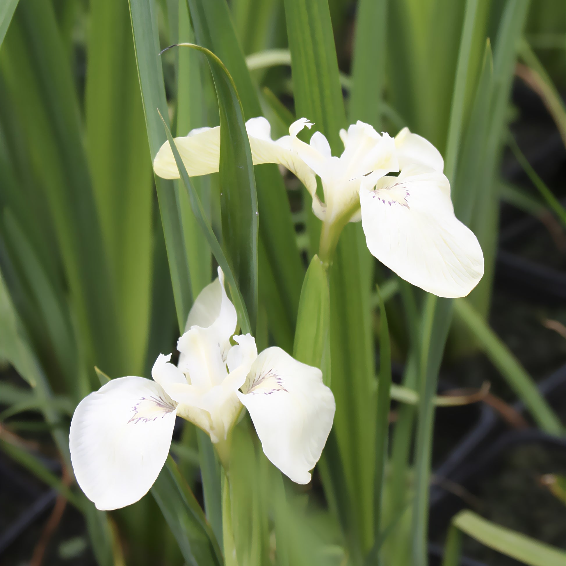 Iris des marais à fleurs blanches - Bakker