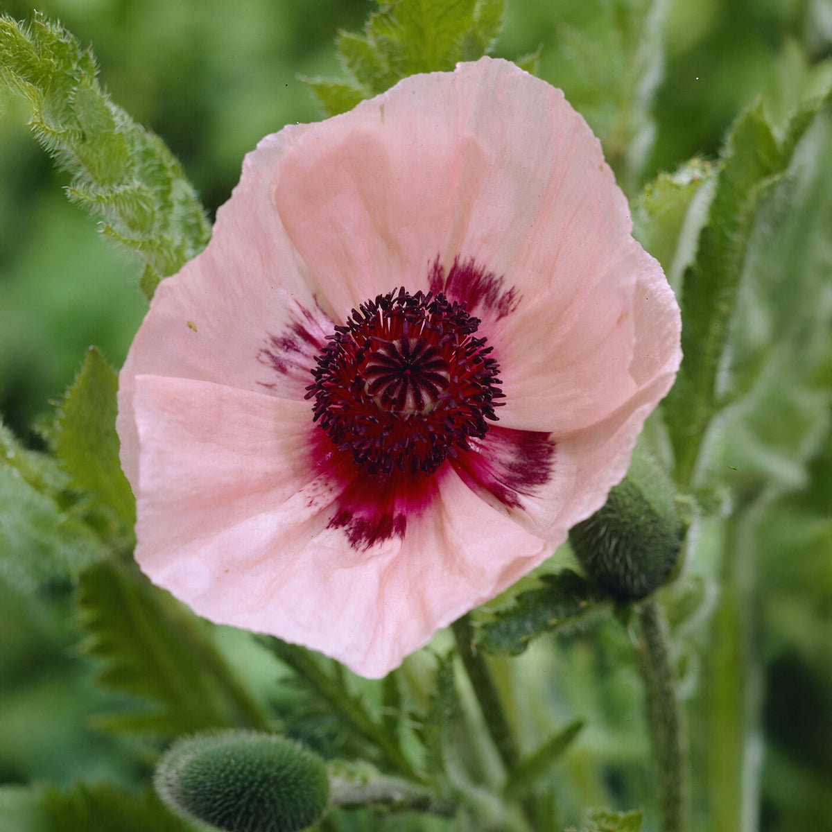 Pavot d'Orient Karine - Papaver orientale Karine - Bakker