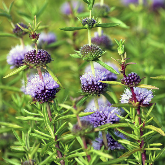 Menthe des cerfs - Bakker