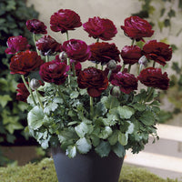 Ranunculus Pauline Violet - 10 Renoncules Pauline Violet - Bulbes de Renoncule