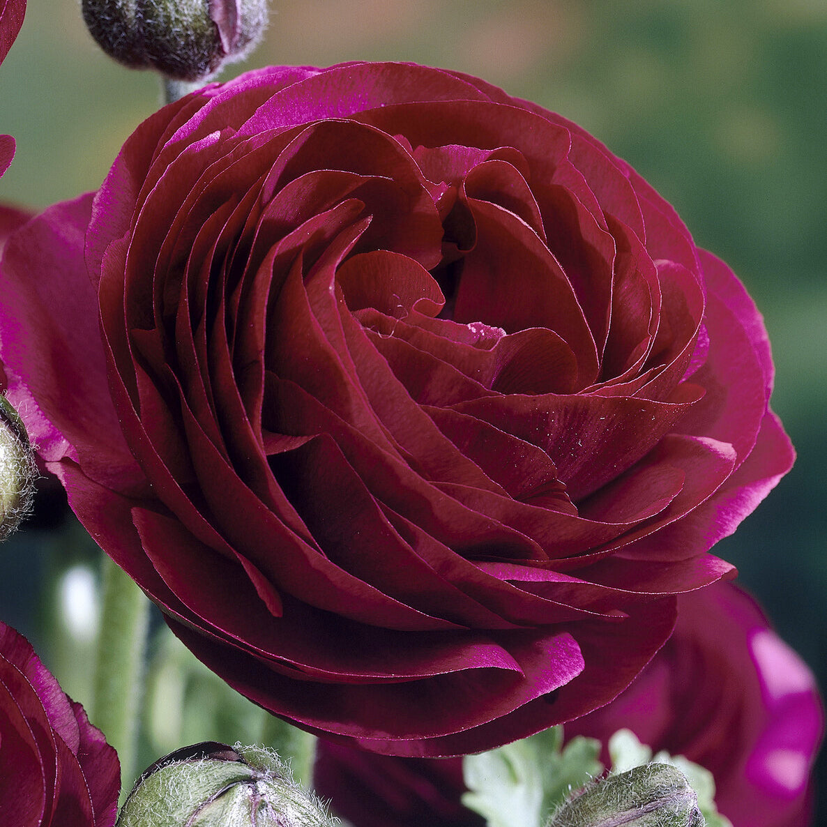 10 Renoncules Pauline Violet - Ranunculus Pauline Violet - Bakker