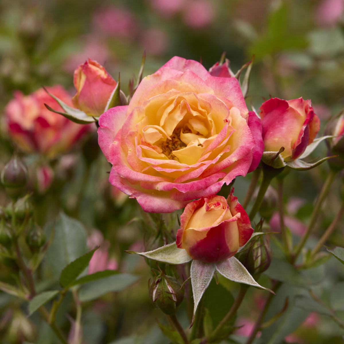 Rosier miniature Little Sunset® - Bakker