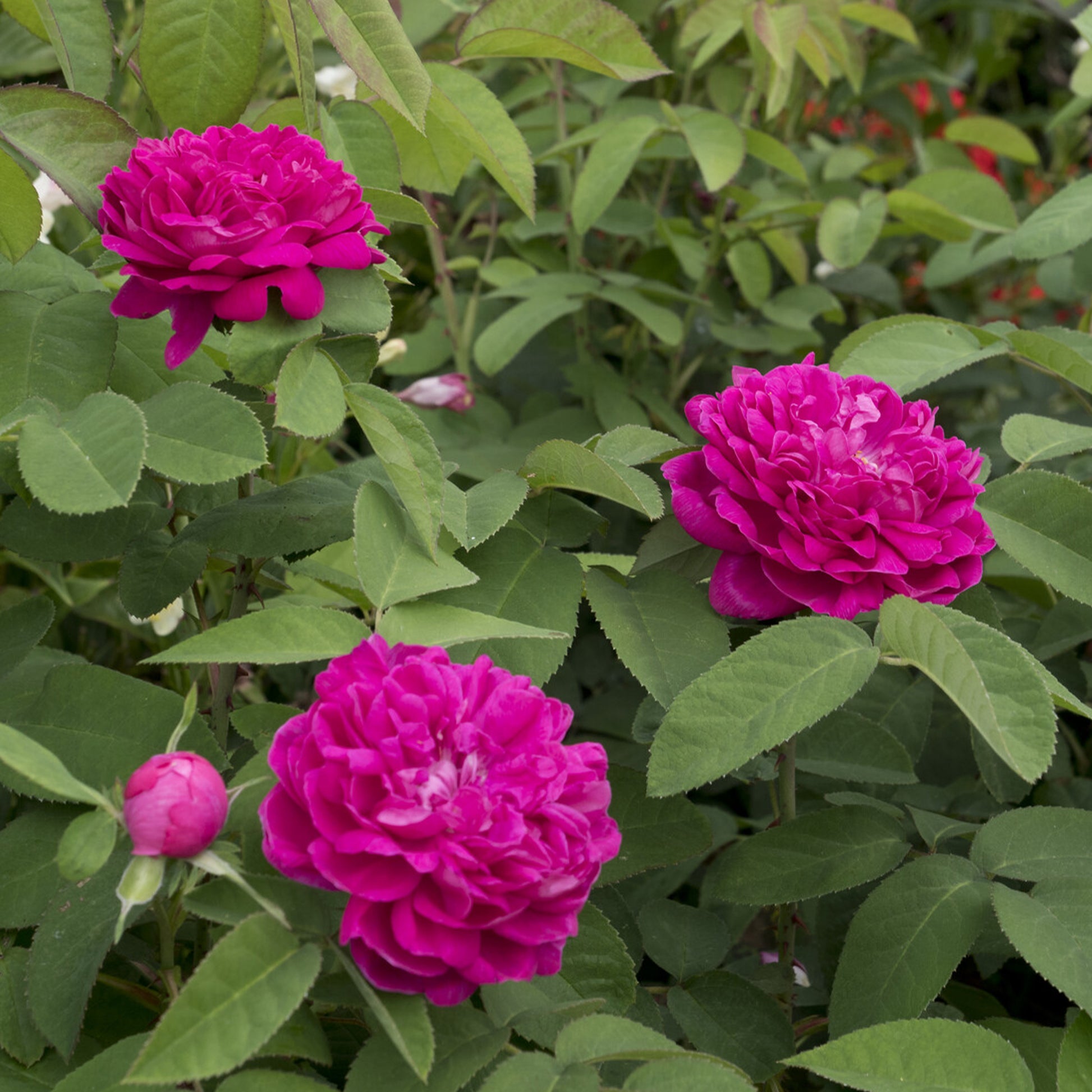 Rosier ancien Rose de Rescht - Rosa Rose de Rescht - Bakker