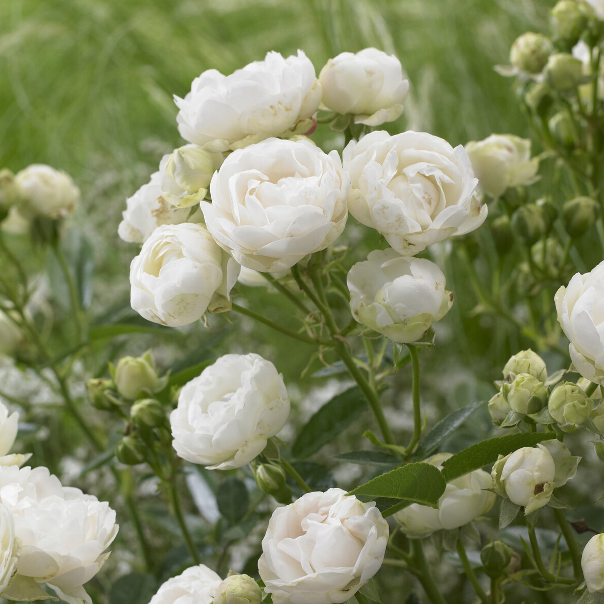 Rosier Fête des Mères blanc - Rosa White Mothers Day - Bakker