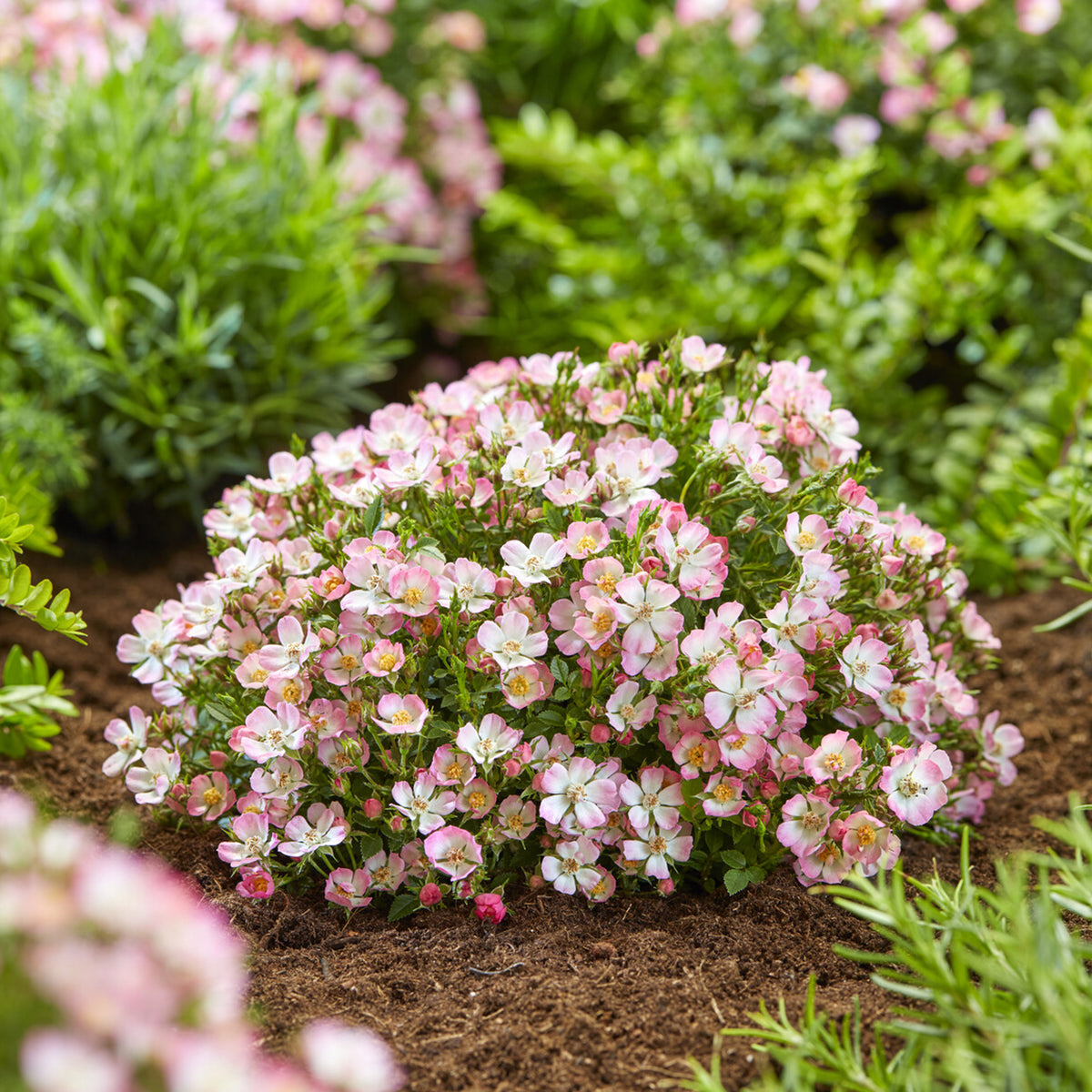 Rosier miniature Cutie Pie ® - Rosa Cutie Pie ® - Bakker