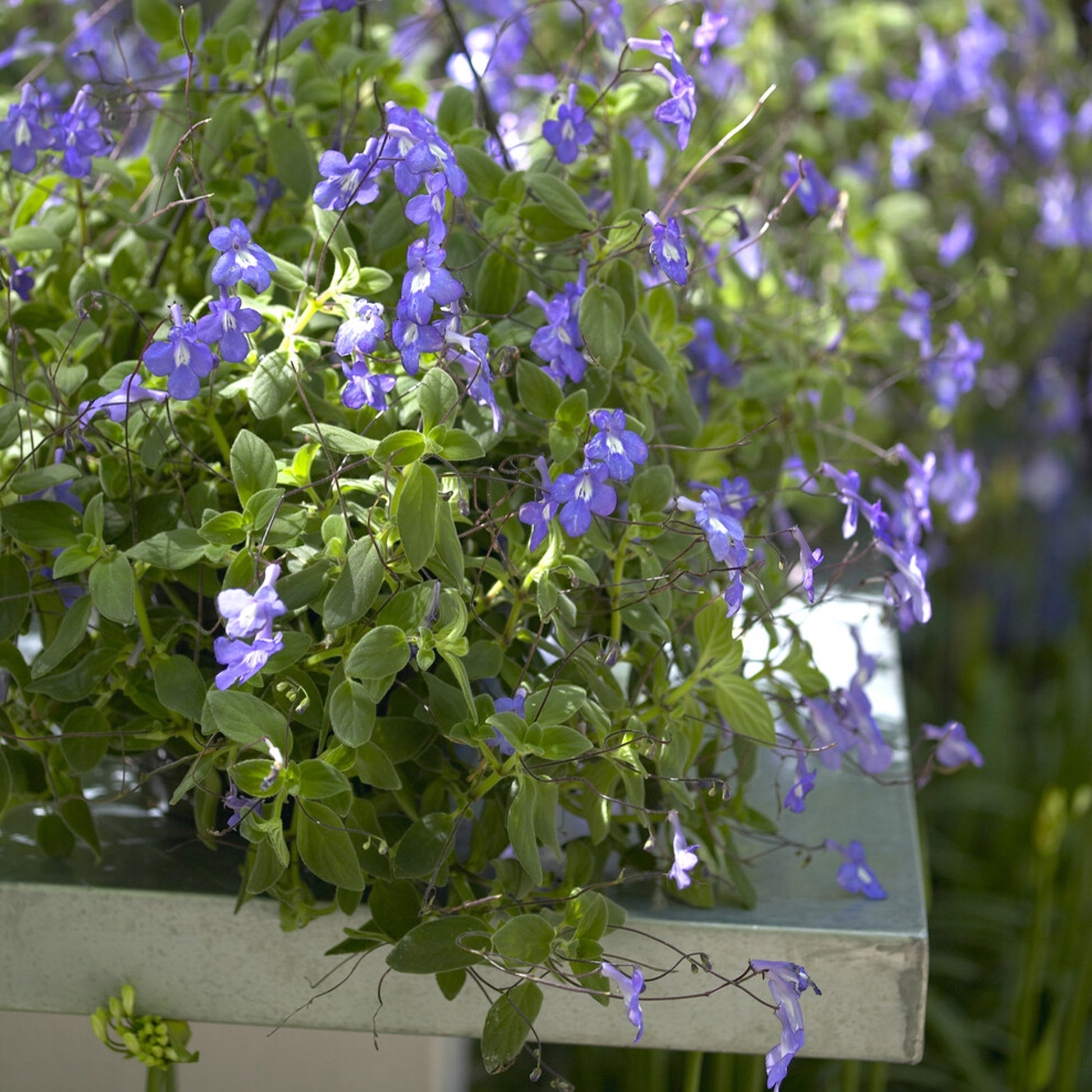 Streptocarpus saxorum - Primevère du Cap - Fleurs pour terrasses et balcons