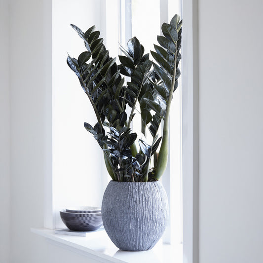 Zamioculcas Raven - Bakker