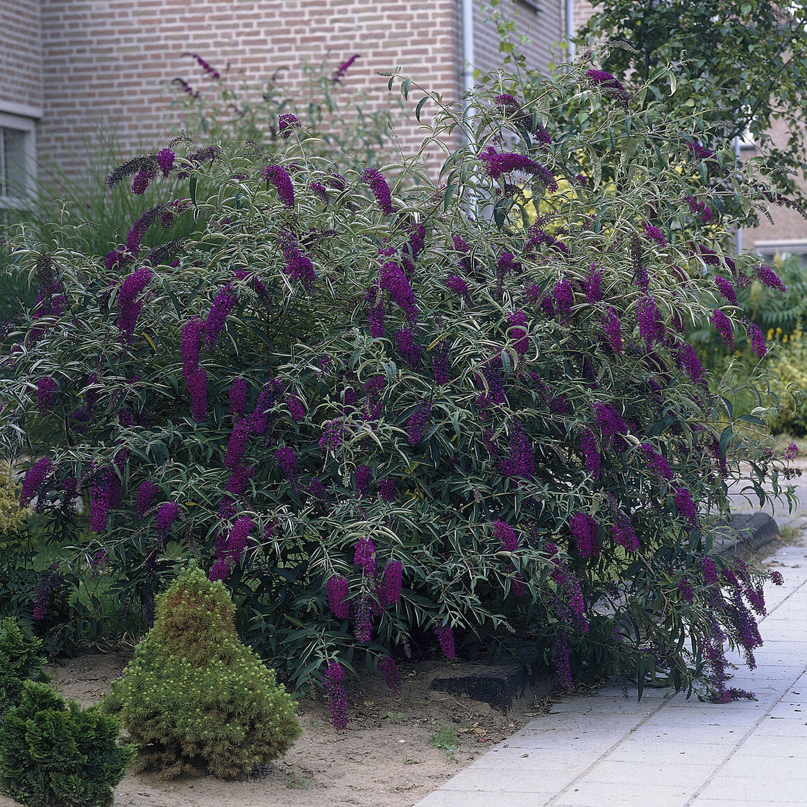 Arbre à papillons Black Knight - Buddleja davidii Black Knight - Bakker