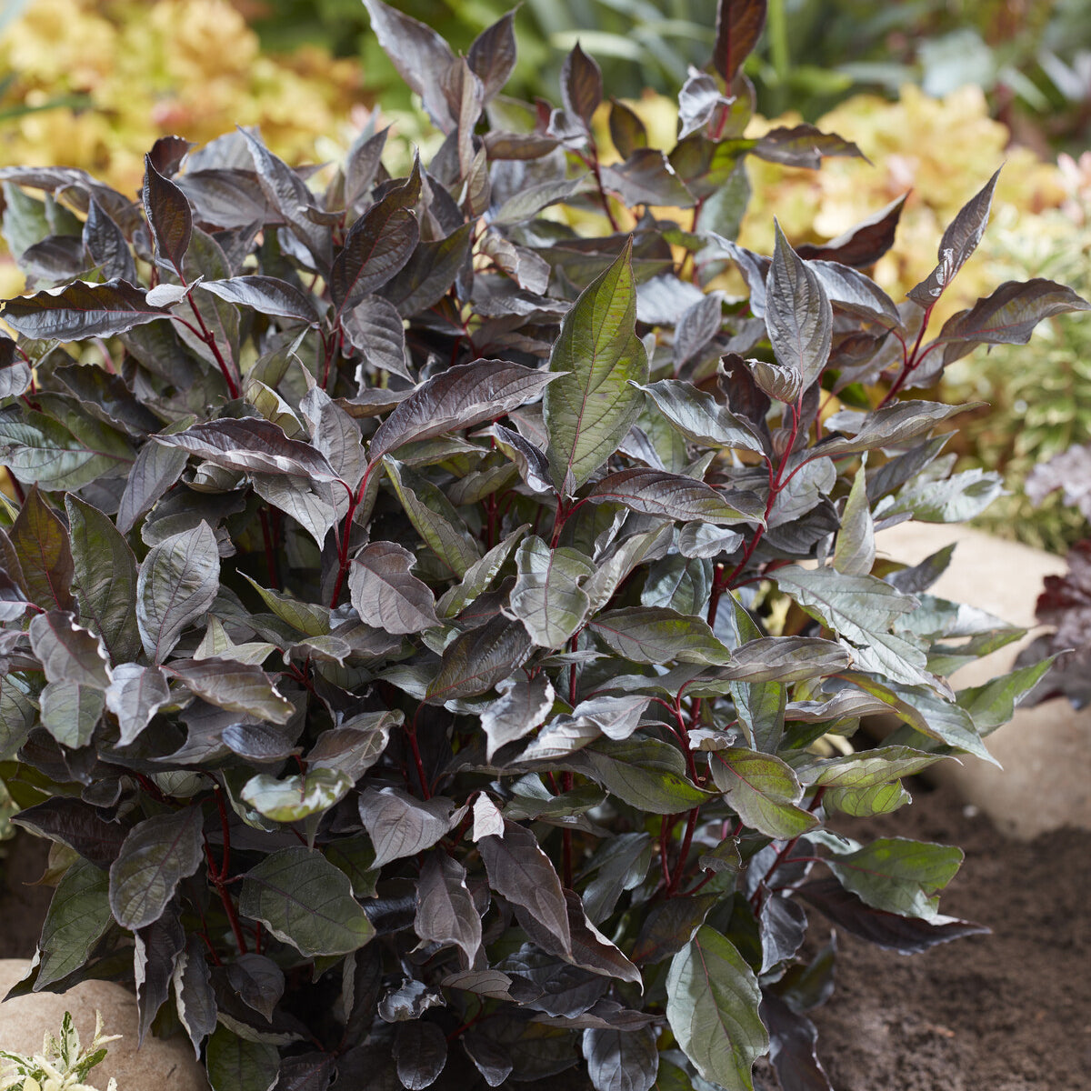Cornouiller blanc Nightfall® - Cornus alba Nightfall® - Bakker