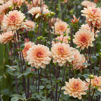 Dahlia décoratif Apricot Desire - Dahlia Apricot Desire - Bakker