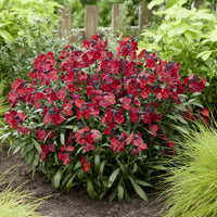 Erysimum Colour Vibe Red ® - Giroflée Colour Vibe Red® - Fleurs pour terrasses et balcons