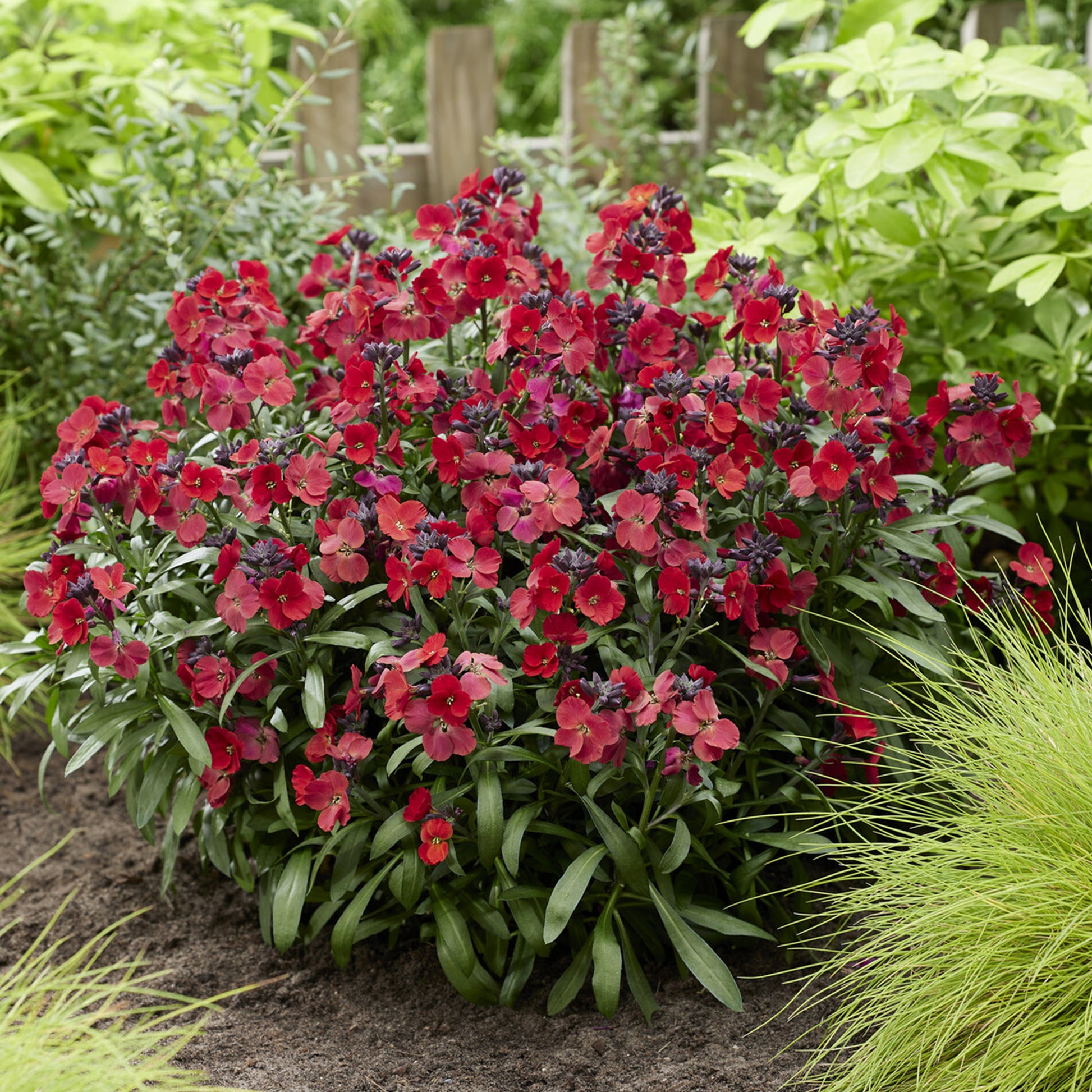 Erysimum Colour Vibe Red ® - Giroflée Colour Vibe Red® - Fleurs pour terrasses et balcons