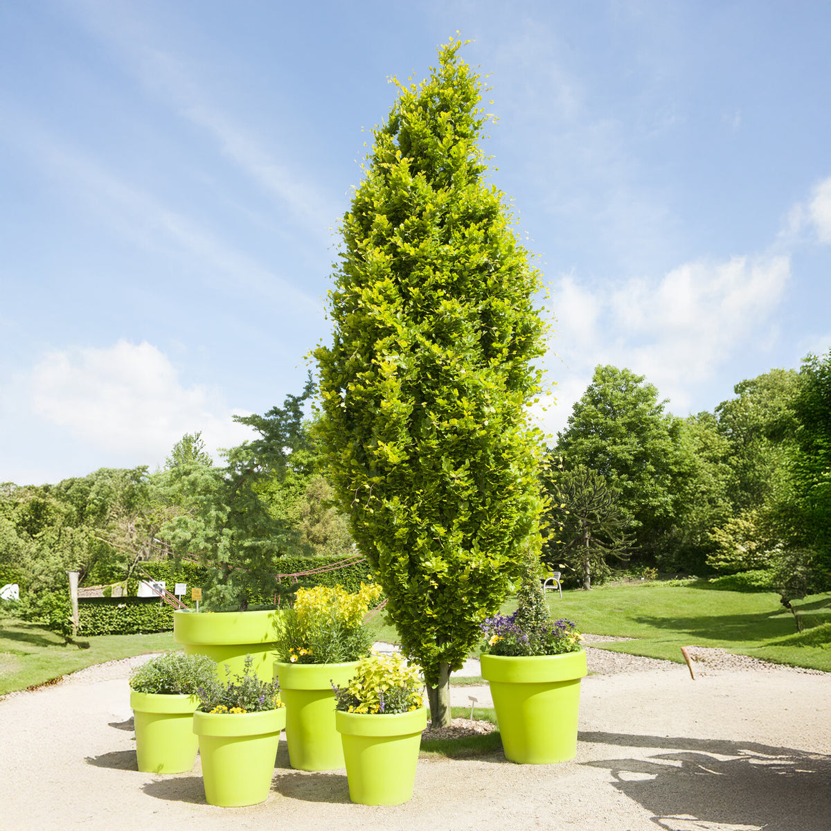 Fagus sylvatica Dawyck Gold - Hêtre fastigié Dawyck Gold - Hêtre