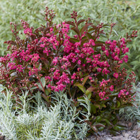 Lilas des Indes Berry Dazzle® - Lagerstroemia indica Berry Dazzle® - Bakker