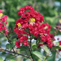 Lilas des Indes Red Rocket - Lagerstroemia indica Red Rocket - Bakker