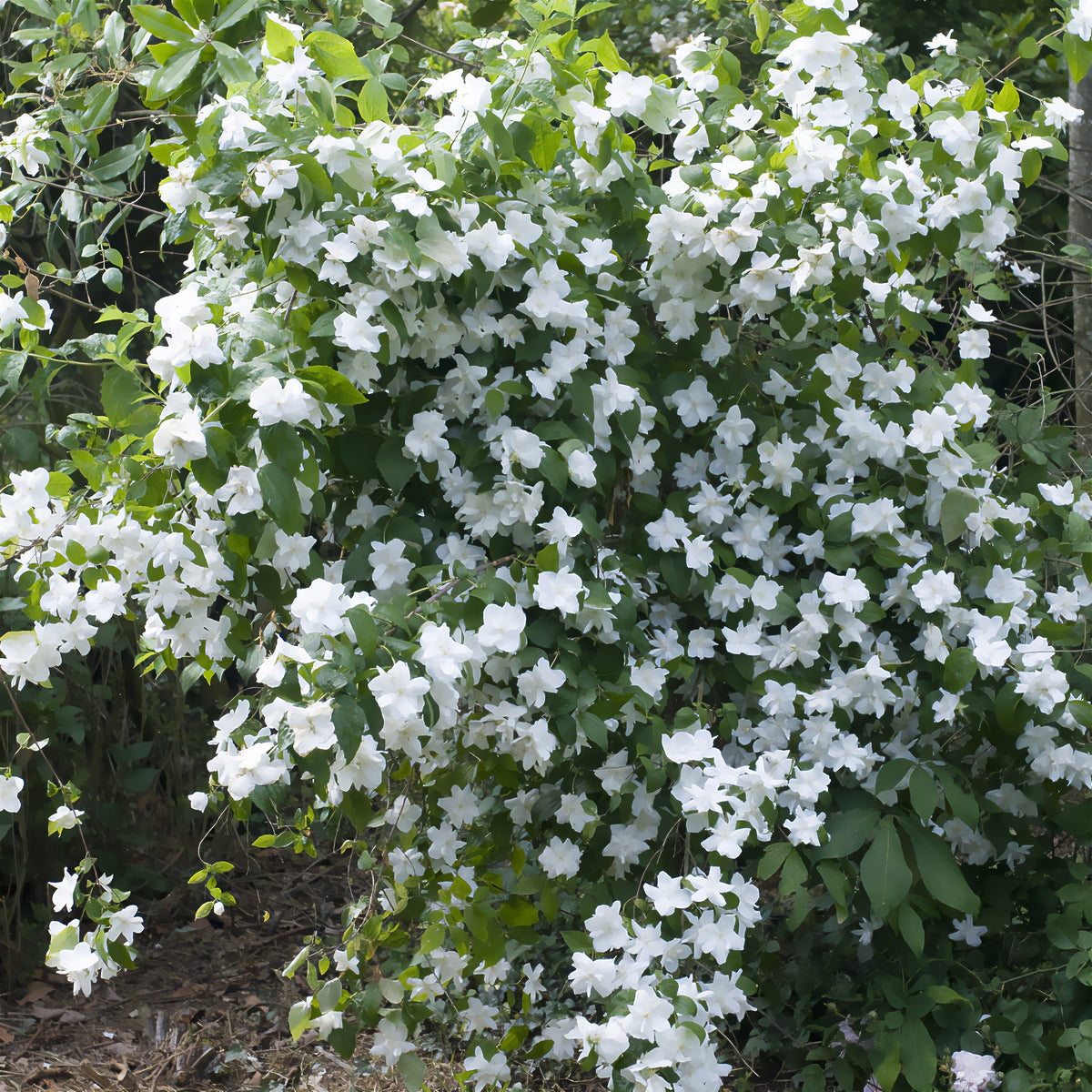 Seringat Natchez - Philadelphus - Philadelphus x virginalis Natchez - Bakker