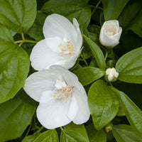 Seringat Natchez - Philadelphus - Bakker