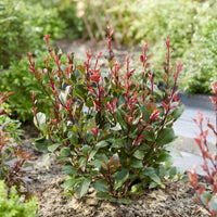 Photinia Little Red Robin - Photinia x fraseri Little Red Robin - Bakker