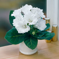 Gloxinia Mont Blanc - Gloxinia speciosa Mont Blanc - Bakker