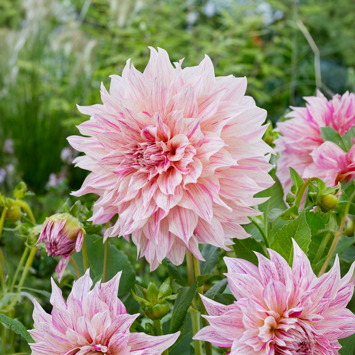 Dahlia géant Café au Lait Twist - Bakker