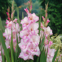 Glaïeul My love - Bakker