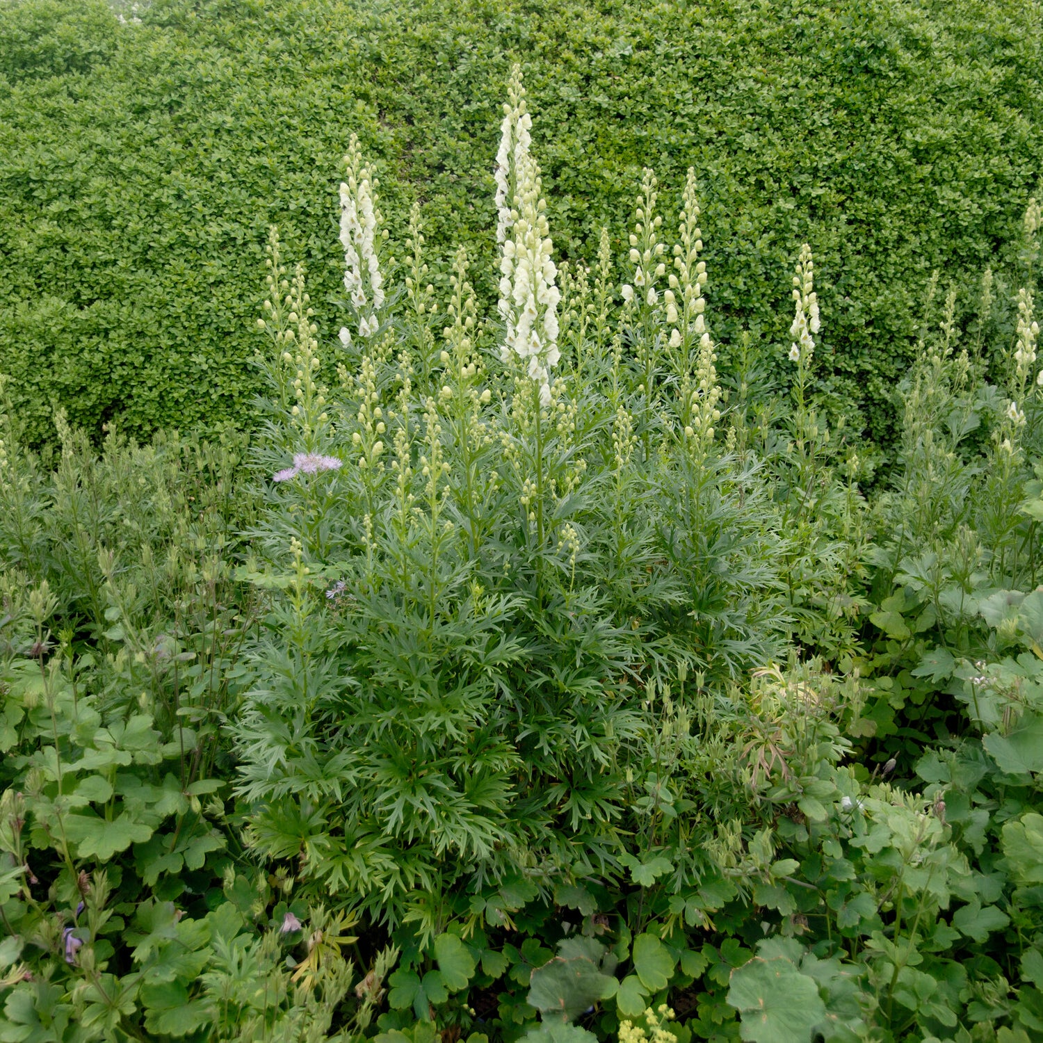 Aconit blanc - Aconitum napellus Album - Bakker