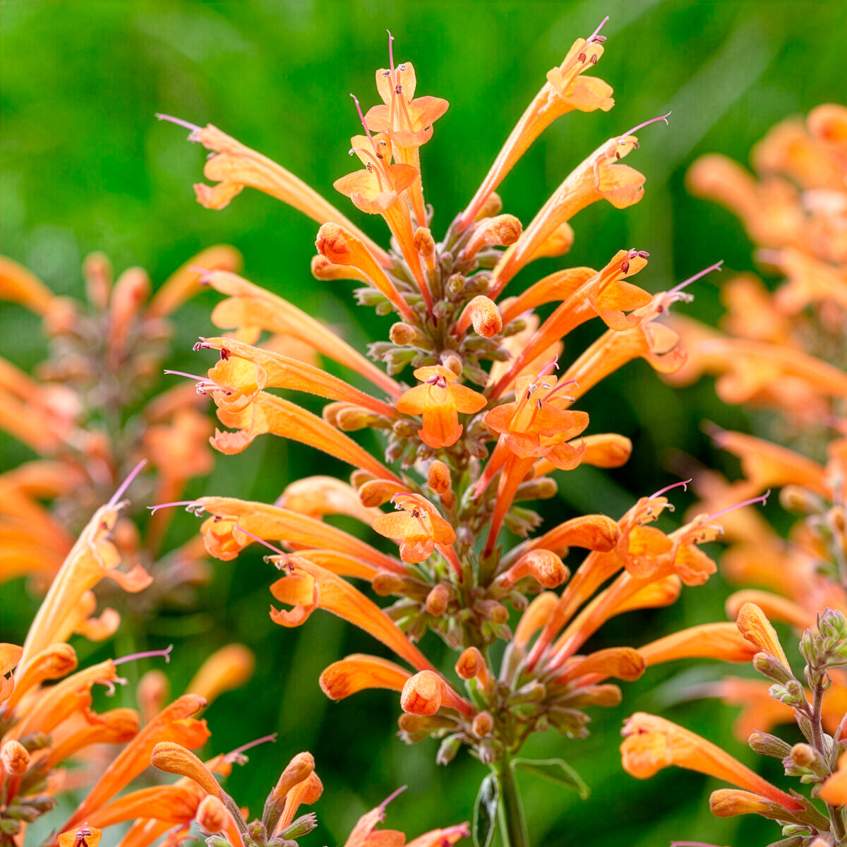 Agastache Kudos Mandarin - Agastache Kudos Mandarin - Agastache