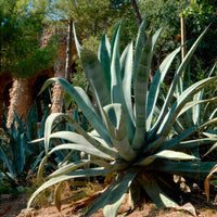 Agave d'Amérique - Bakker