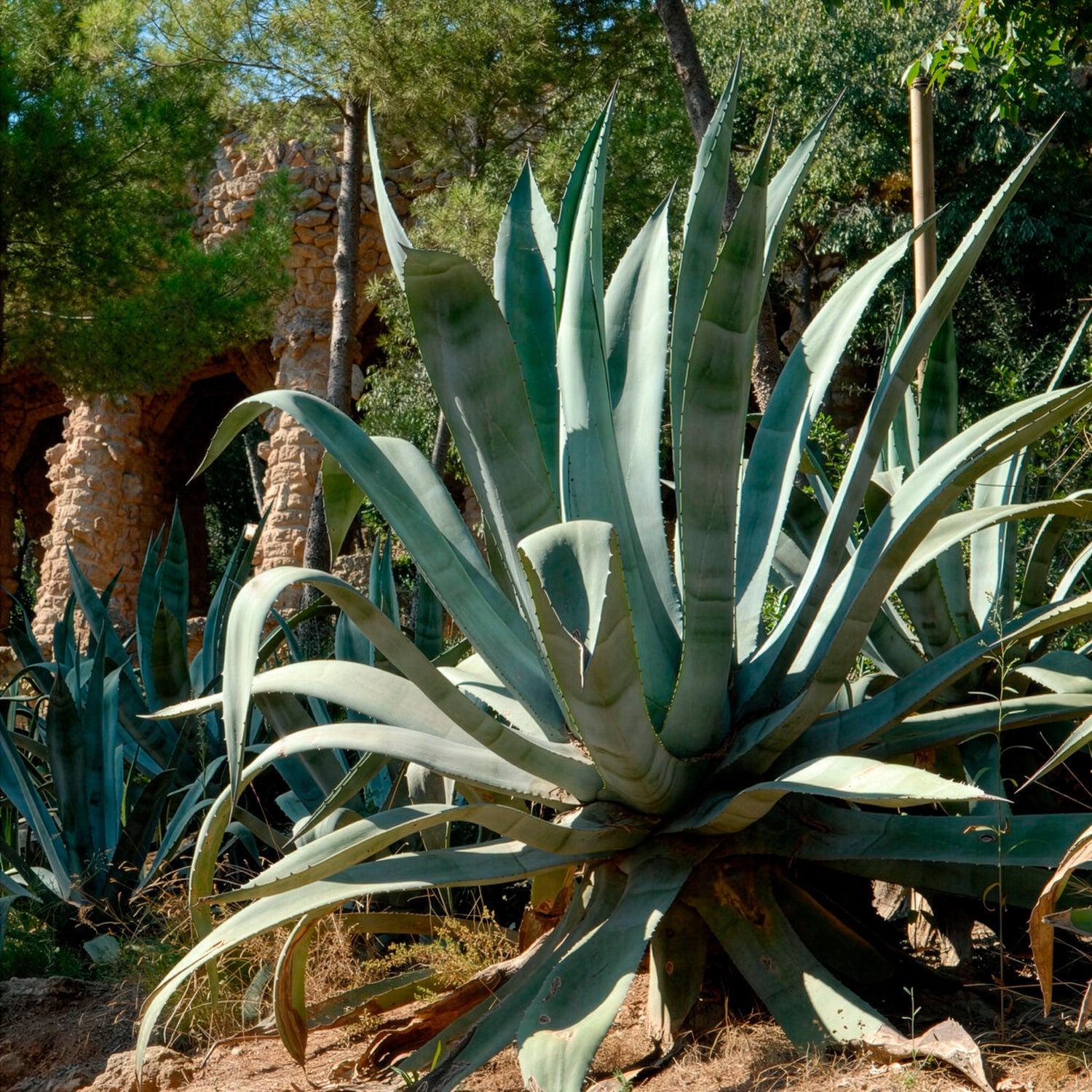 Agave americana - Agave d'Amérique