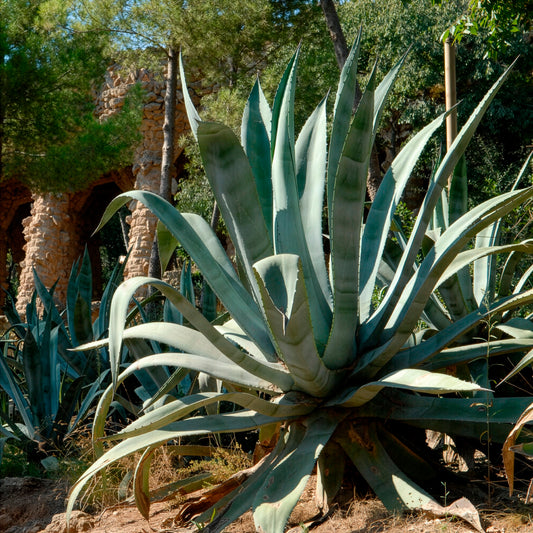 Agave d'Amérique - Bakker