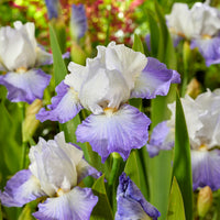 Iris de jardin Alizés - Iris germanica Alizés - Bakker