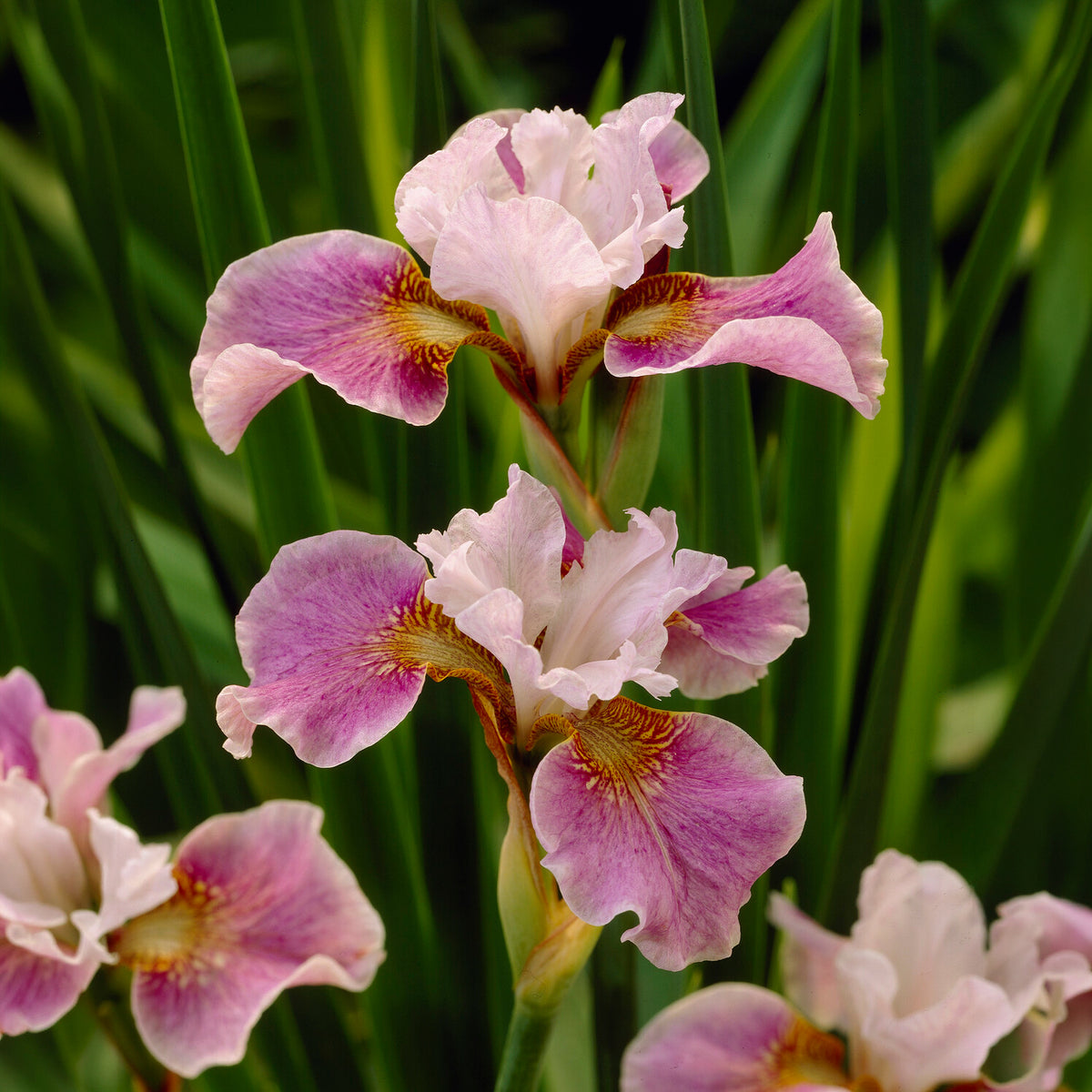 Iris de Sibérie Dance Ballerina Dance - Iris sibirica Dance Ballerina Dance - Bakker