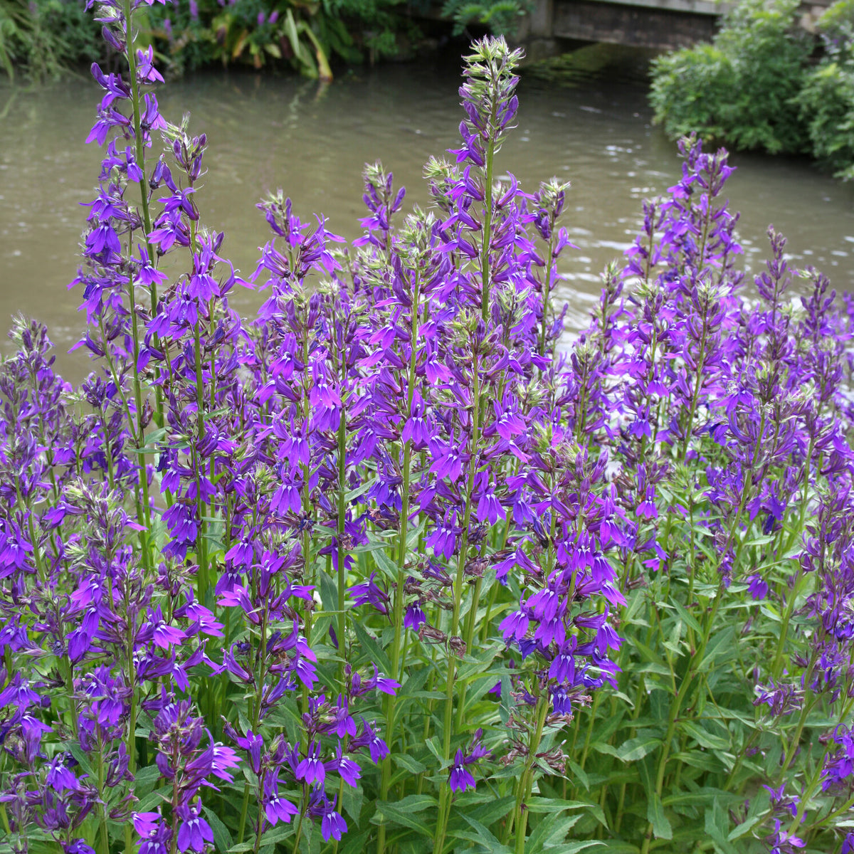 Lobelia gerardii Vedrariensis - Lobelia Vedrariensis - Vivaces fleuries